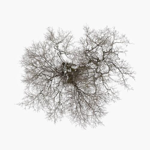 Tree - Vinyl LP