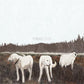 The Albatross: Ten Years - Vinyl LP