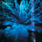 Downward Is Heavenward - Vinyl LP
