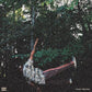 Fish Don't Climb Trees - Vinyl LP