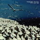 These Things Remain Unassigned - Vinyl LP