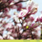 In Spring - Vinyl LP