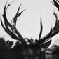 Ihsahn - Vinyl LP