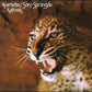 Kattvals - Vinyl LP