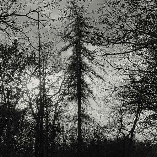 Feral Earth - Vinyl LP