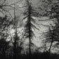 Feral Earth - Vinyl LP