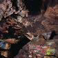 Beehive Cathedral - Vinyl LP