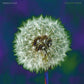 Focus On Nature - Vinyl LP
