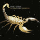 La Logica Del Escorpion - Limited Gatefold - Limited Edition Vinyl LP
