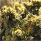 Kushbush - Vinyl LP