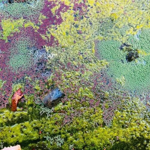 Nestor's Nest - Vinyl LP