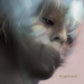 Myrtus Myth - Green - Vinyl LP (Green)