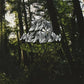 Old Growth - Vinyl LP