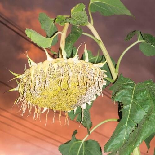 Fillerkiller - Vinyl LP