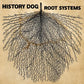 Root Systems - Vinyl LP