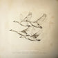 Wild Geese - Vinyl LP