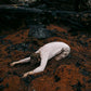 Keeper Of The Shepherd - Vinyl LP (White)