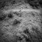 Animal Poem - Vinyl LP