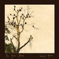 Chapel Glass - Vinyl LP
