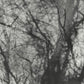 Way Their Crept - Vinyl LP