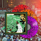 Live At Forest Hills Stadium '25 - Vinyl LP