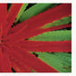 Close-up of red and green agave leaves with serrated edges