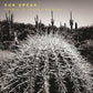 Probiotic Orchestrations - Vinyl LP