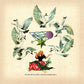 The Fallen By Watch Bird (Expanded Edition) (MARINE & CREAM VINYL) - Vinyl LP (Blue)