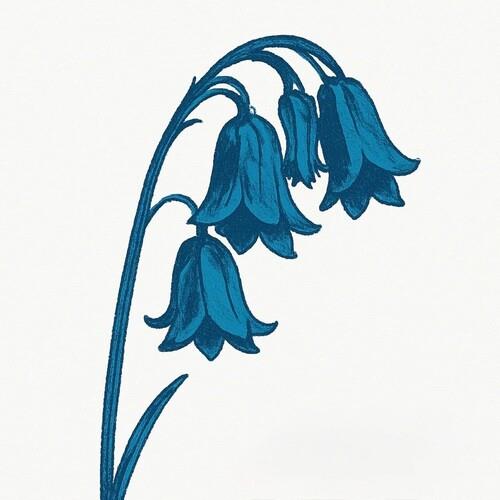 This Is The Bluebells - Glade Green Vinyl - Vinyl LP (Green)