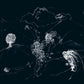 Dream Temperature - Vinyl LP