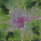 Abstract vinyl record cover with green and purple floral pattern