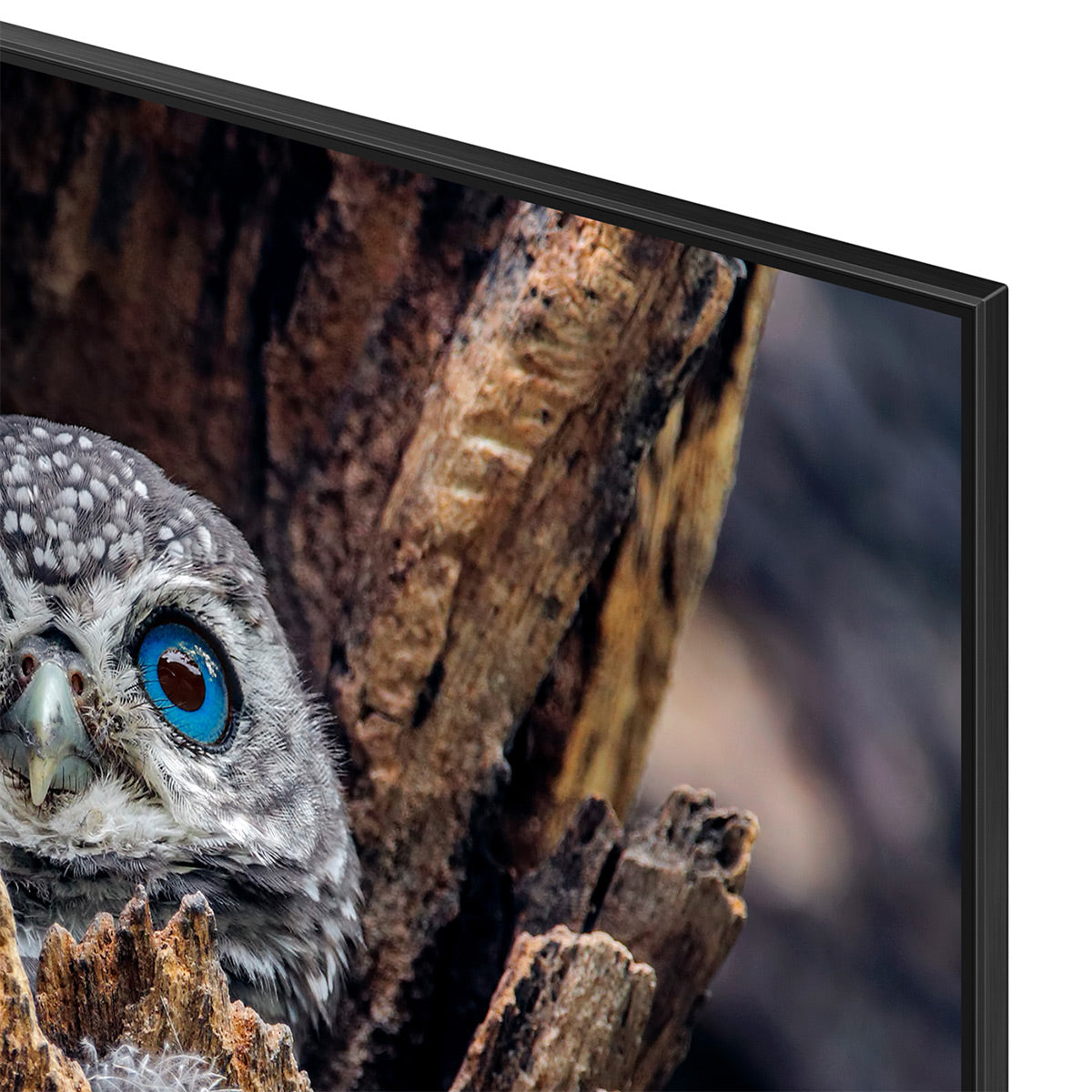 Samsung QN55Q80DA 55" 4K QLED Smart TV (2024) with HW-QS730D 3.1.2-Channel Soundbar and Wireless Subwoofer